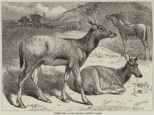 Chinese Deer at the Zoological Society
